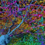 Introduction to Neuroscience | Brain and Cognitive Sciences | MIT OpenCourseWare